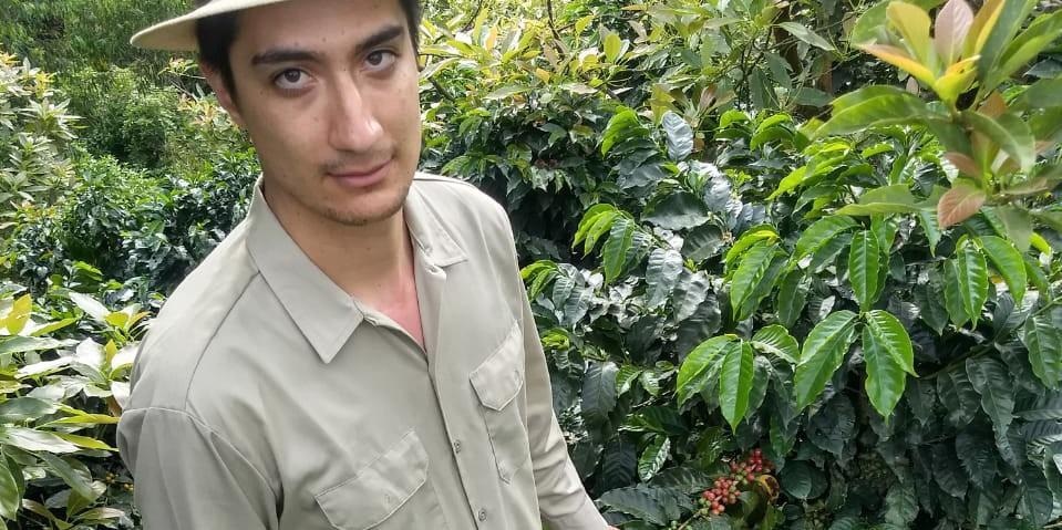 Federico Ceballos-Sierra surveys coffee plants at his family farm in Colombia.