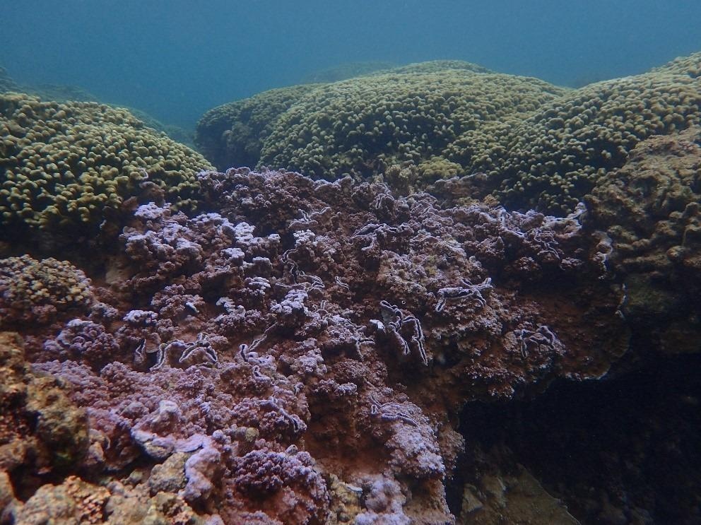 Natural Sunscreen of Corals may Help them Withstand Climate Change.