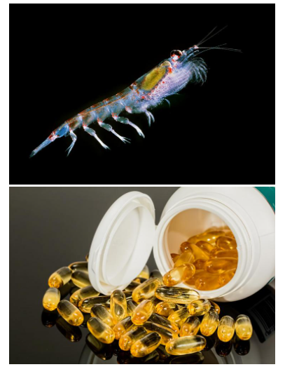 Study Highlights the Negative Effect of Human-Driven Climate Change on Krill Population