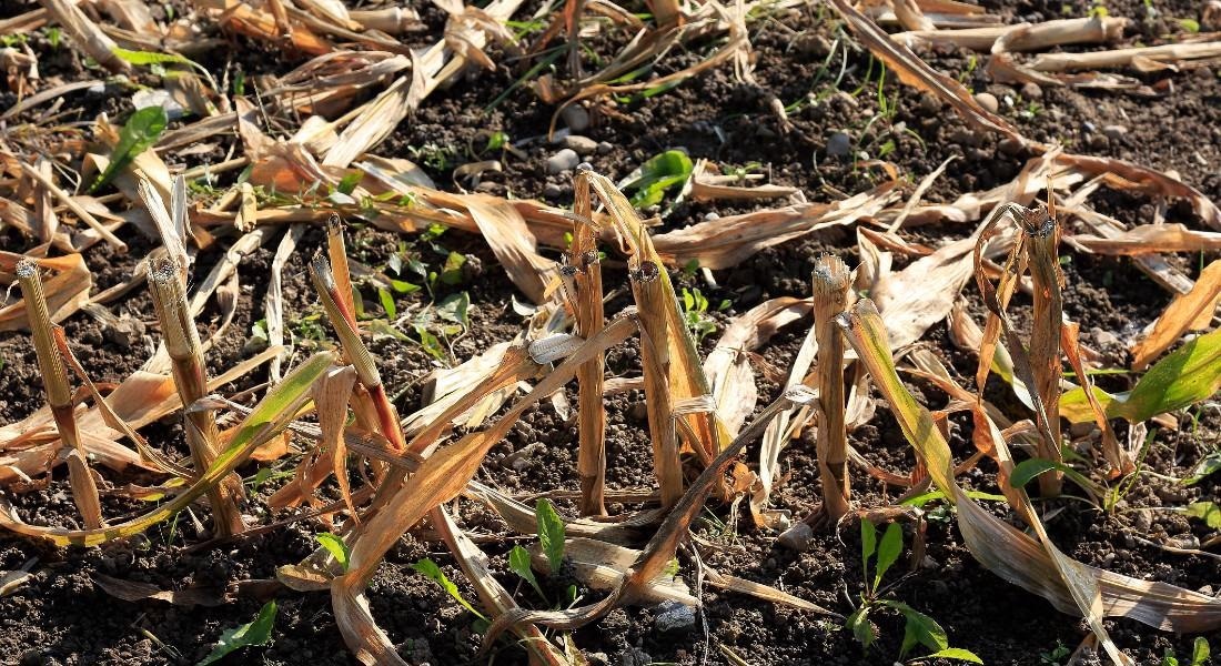 Agricultural Crop Residue Could Help Reduce Global CO2 Emissions.