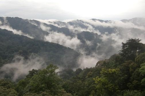 Africa’s Mountain Forests have Higher Carbon Storing Capacity but are Depleting Fast.