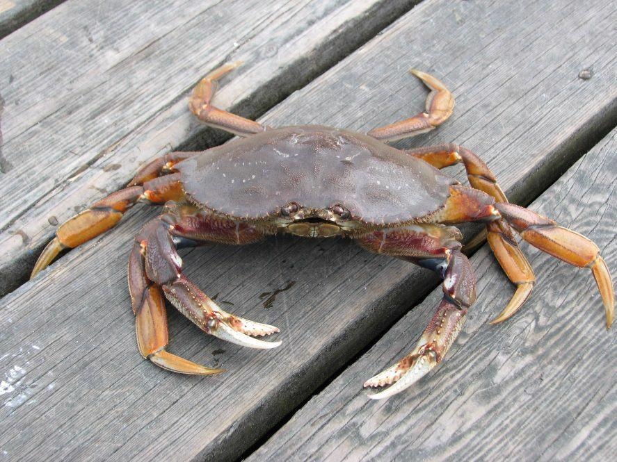 Life Cycle of Dungeness Crab Offers Lessons on Possible Effects of Climate Change.