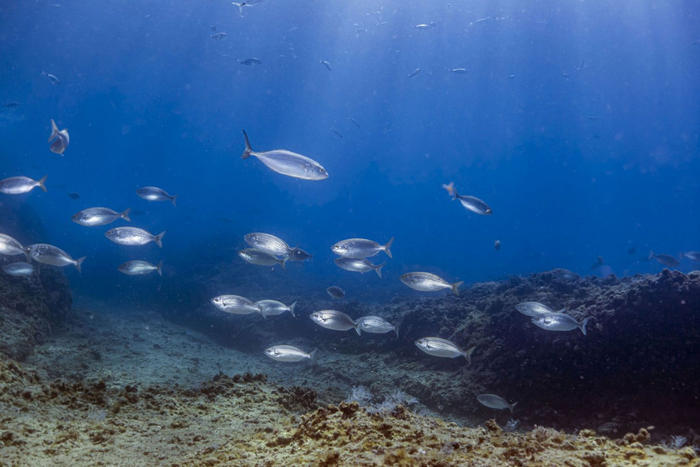 Mediterranean Sea Warming Causes Marine Species Go Deeper into Cooler Waters to Survive.