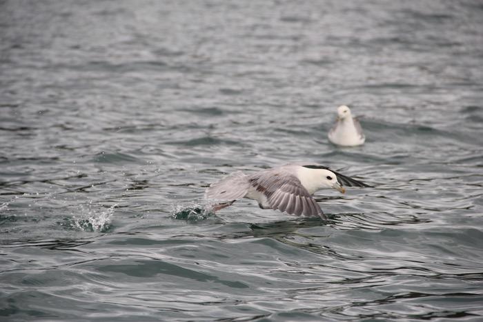 New Study Could Assist Better Coastal Planning, Protect Threatened Seabirds.