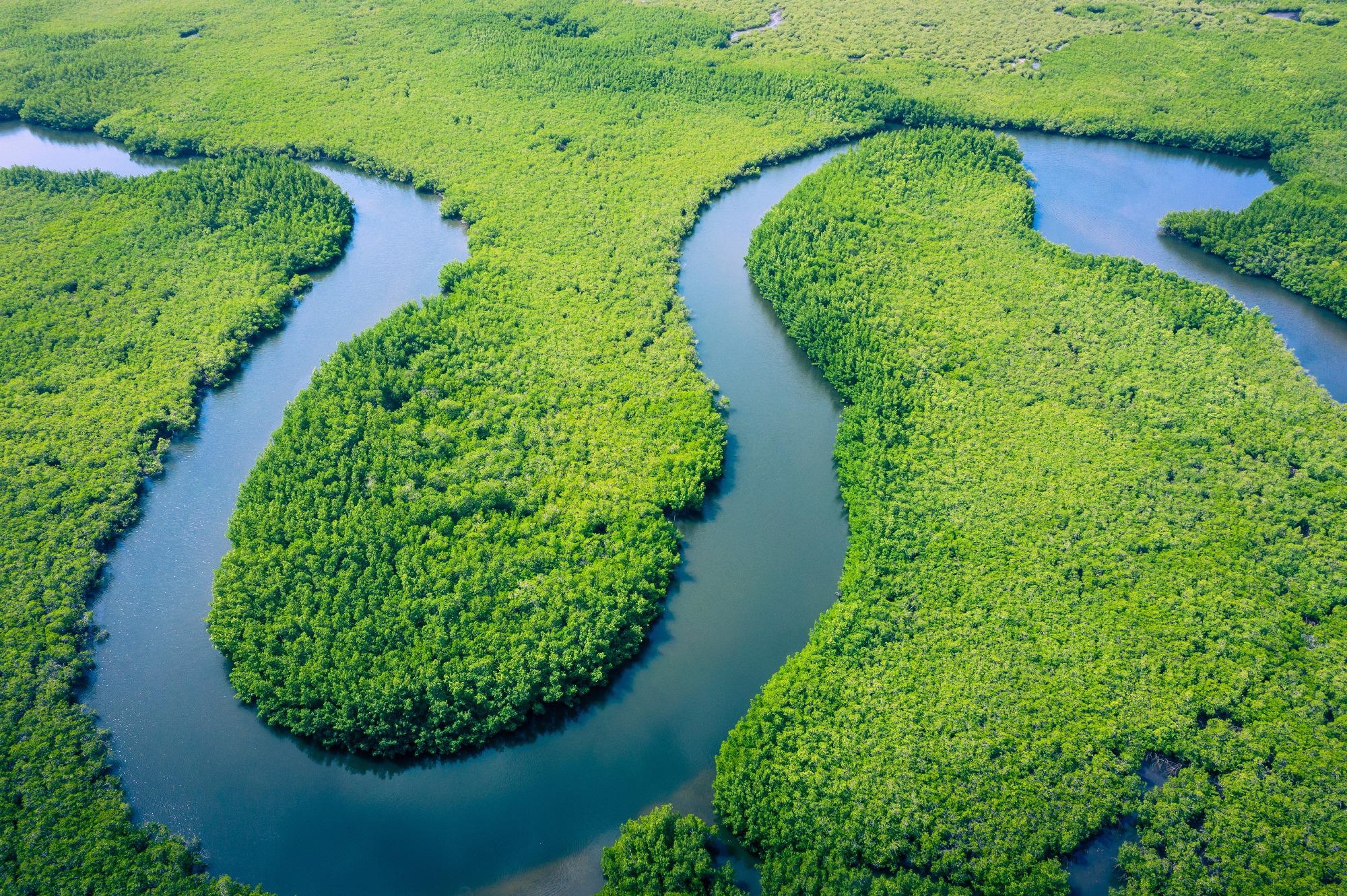 Trees in the Amazon Wetland Areas are a Significant Source of Methane