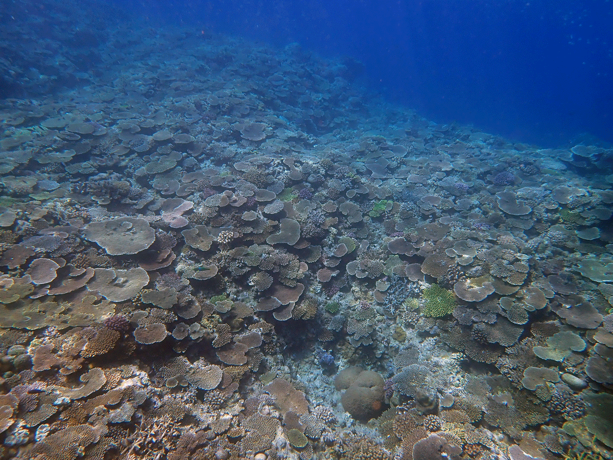 New Robust Tool for Faster, Economical, Easier Coral Reef Monitoring.