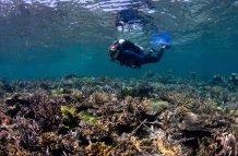 New Study Finds Heathy, Diverse Soundscape on Restored Coral Reefs.