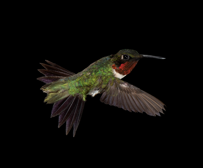 New Insights into Hummingbirds’ Torpor Could Help Conserve Migrating Bird Species.