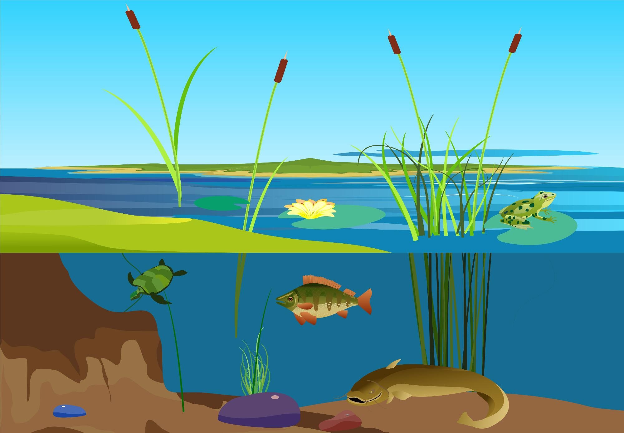 How Climate Warming Induces a Regime Shift in Shallow Aquatic Ecosystems.