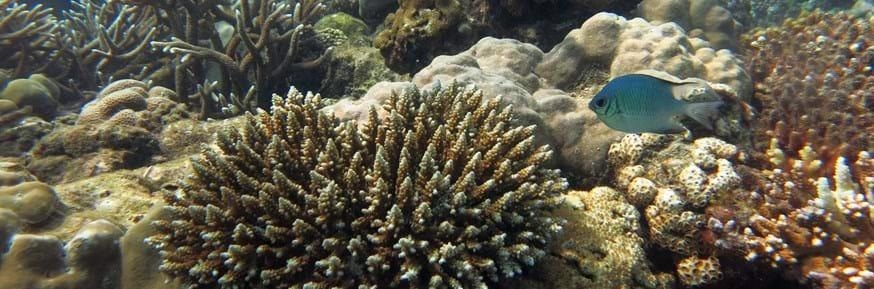Study Reveals That Bleached Coral Reefs Are Still a Source of Nutritious Seafood.