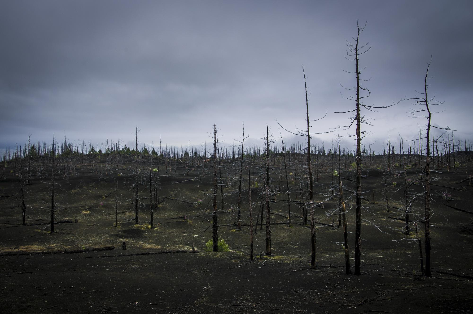 Understanding How Ghost Forests Produce Methane.