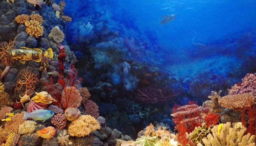 A new study says that safe areas where corals can survive warming may vanish even if Paris climate goals are met.