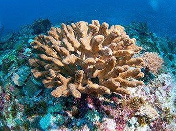Crystallization rates and sheltered compartments may explain why some hard corals, such as Stylophora pistillata, are more resistant to ocean acidification.