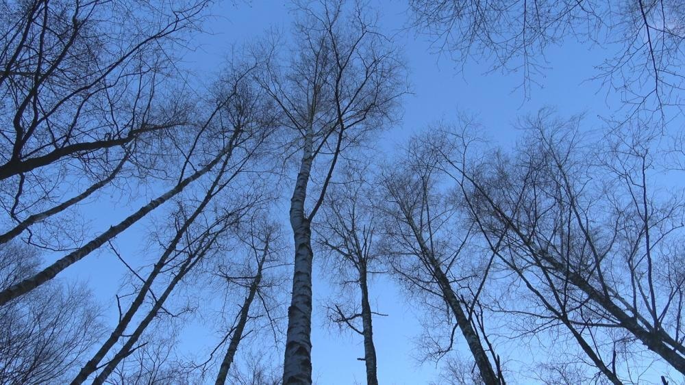 Experts Explore the Phytoremediation Potential of Birch Trees in Soil with Microplastic Contamination.