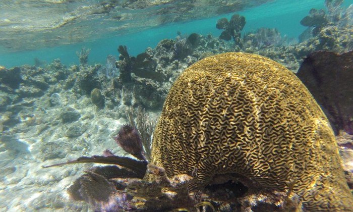 Scientists Analyze Global Warming in Caribbean Coral Reefs.