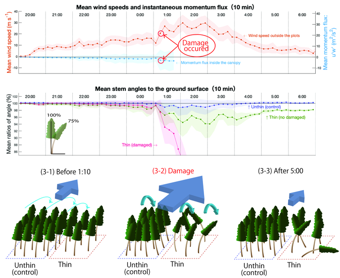 Dynamic Response of Trees and their Survival in Tropical Cyclones.