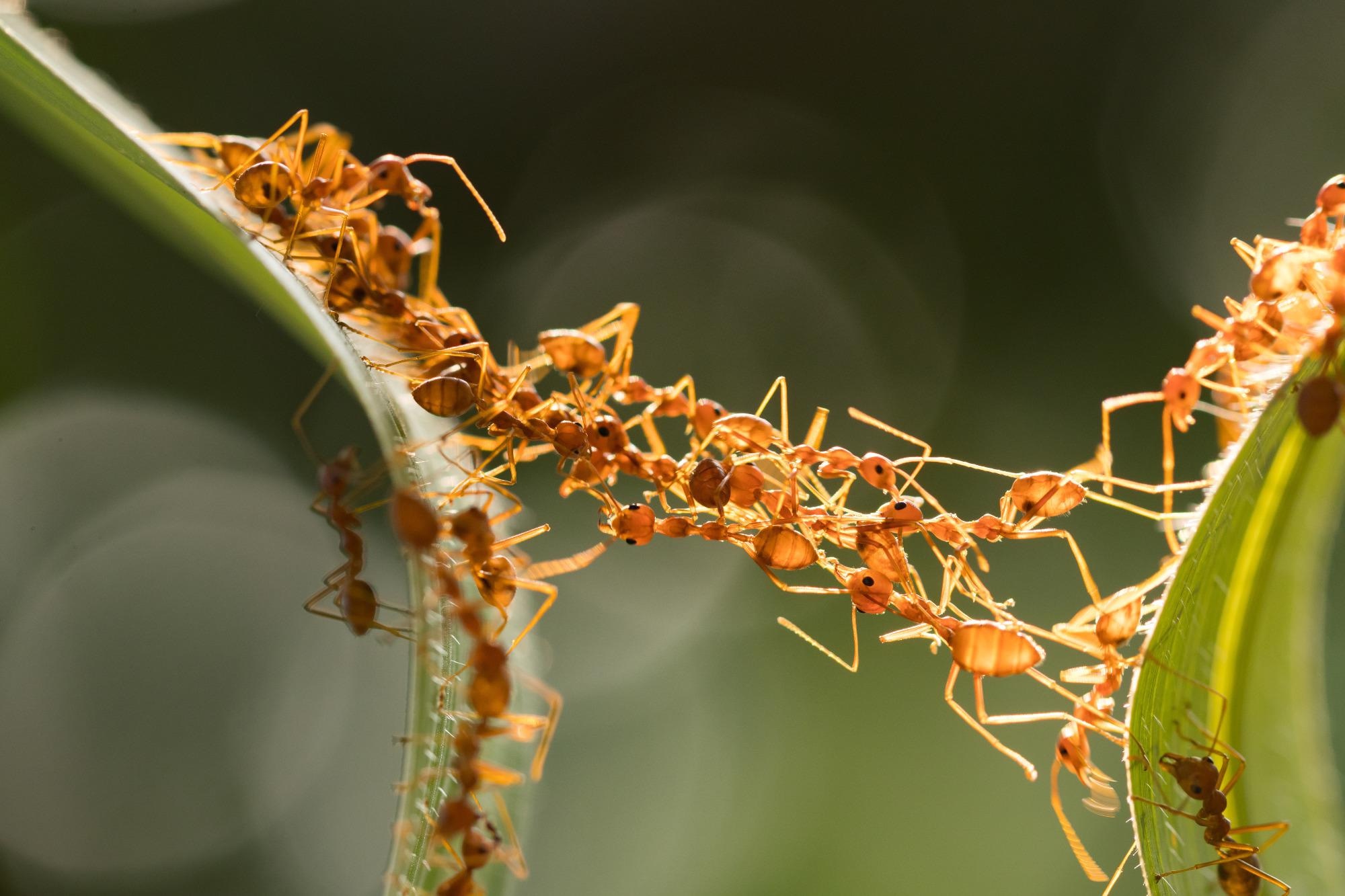 How the Eusocial Nature of Ants Influences their Response to Climate Change.