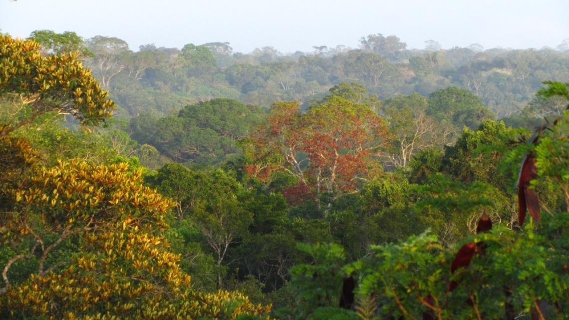 Growth of Tropical Trees Hindered by Increased Heat and Drought.