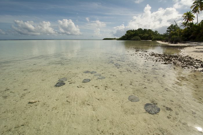 Researchers Attempt to Know More About the Lives of Stingrays in Seychelles.