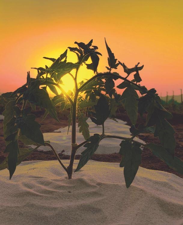 A Wax-Coated Sand Mulch Could Help Decrease Evaporation of Water on Desert Farms.