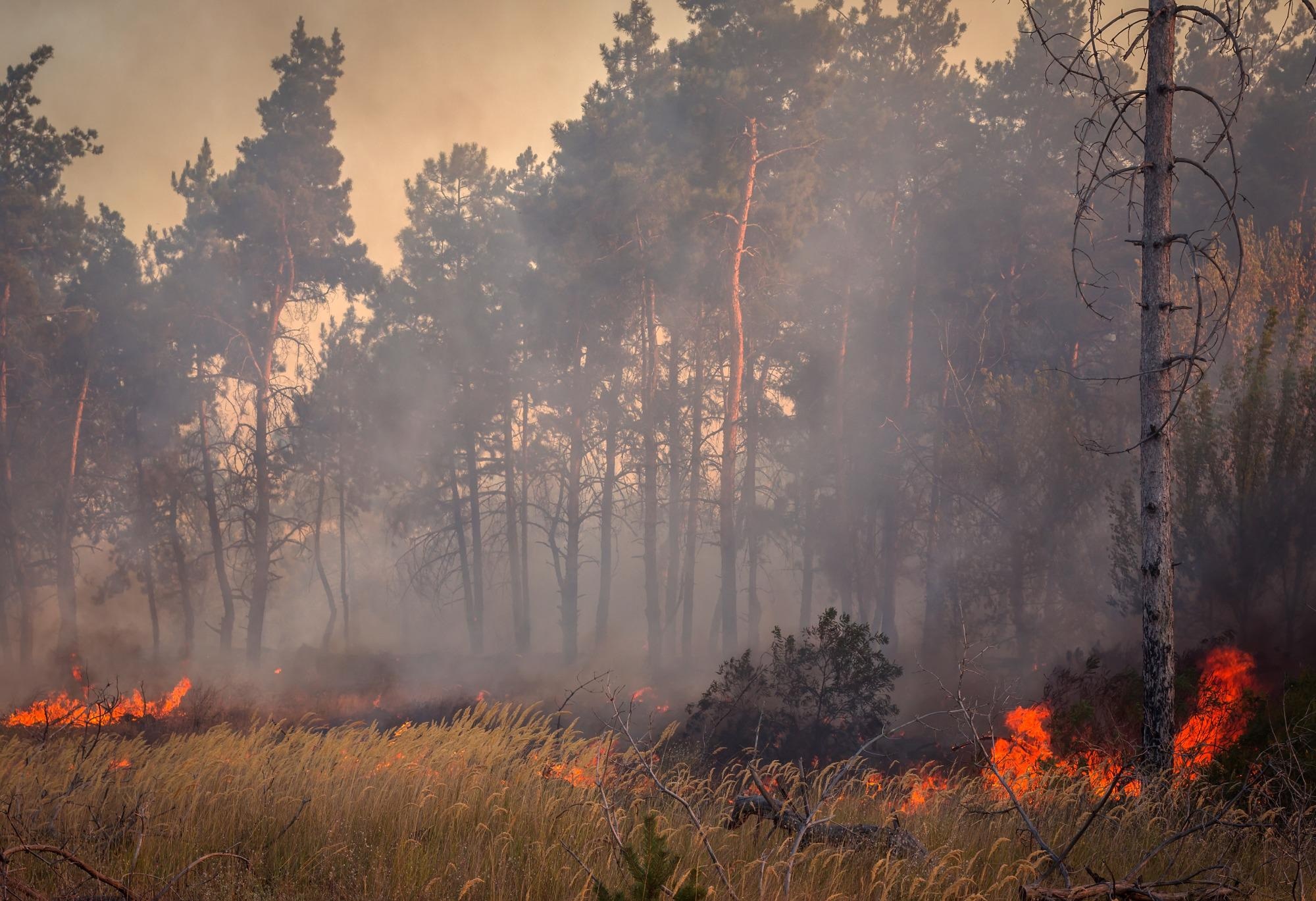 Study Highlights the Climate Risk Posed by Boreal Wildfires and Points to Fire Management as an Effective Way to Limit Emissions.