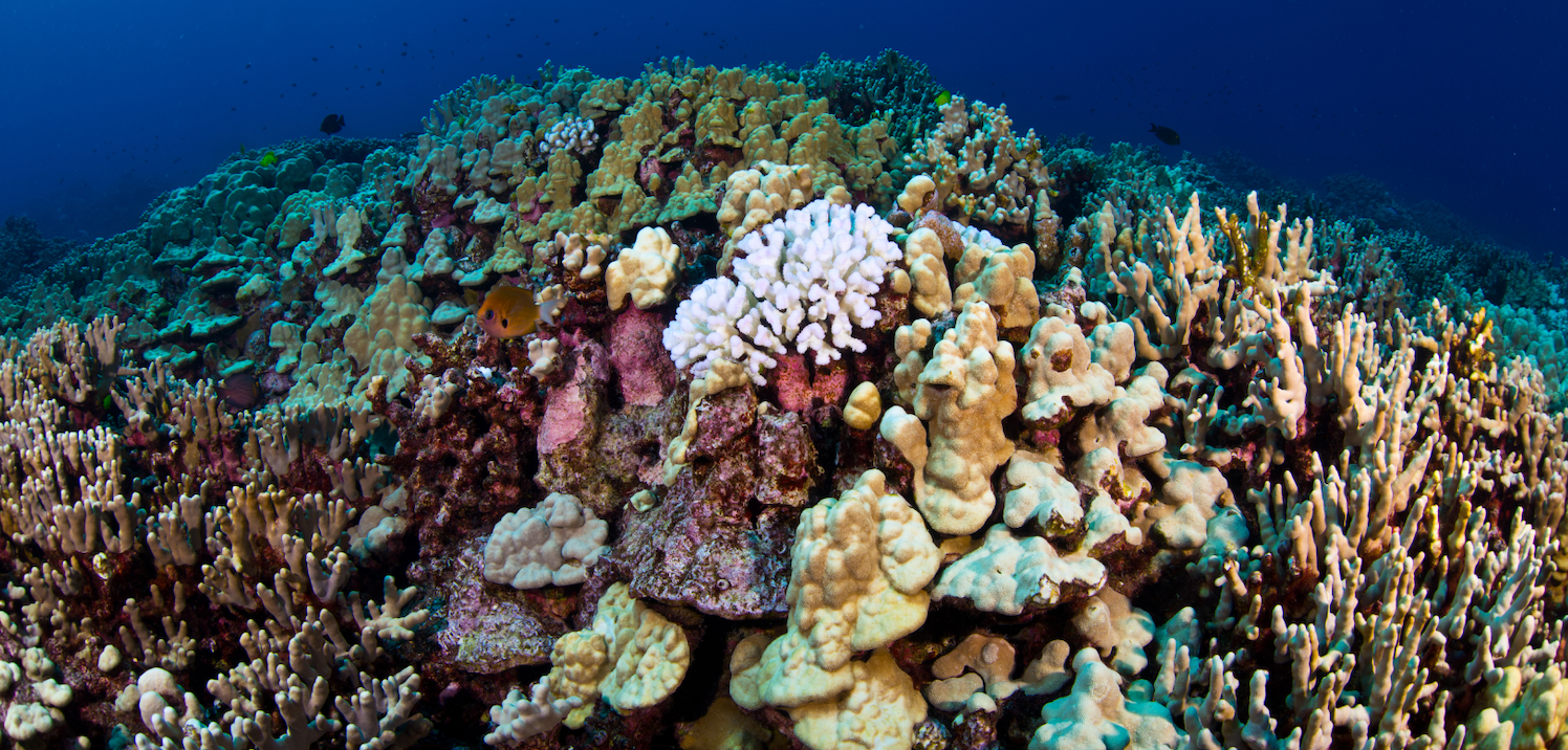 Researchers Map the Location of Living Corals Before and After a Major Marine Heatwave.