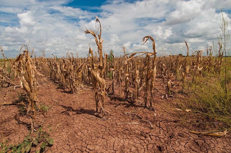 Water Scarcity May Worsen in 80% of Croplands Globally Due to Climate Change.