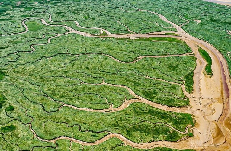 Marsh Plants in Wetlands Facilitate Carbon Capture.