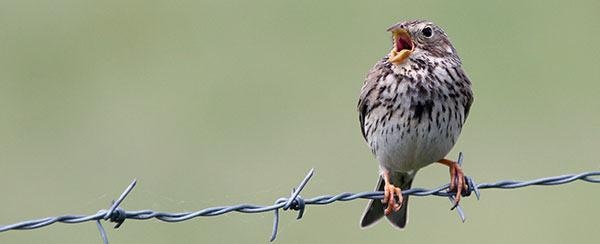 Bird Species Facing Heavy Decline Throughout the World, Study Finds.