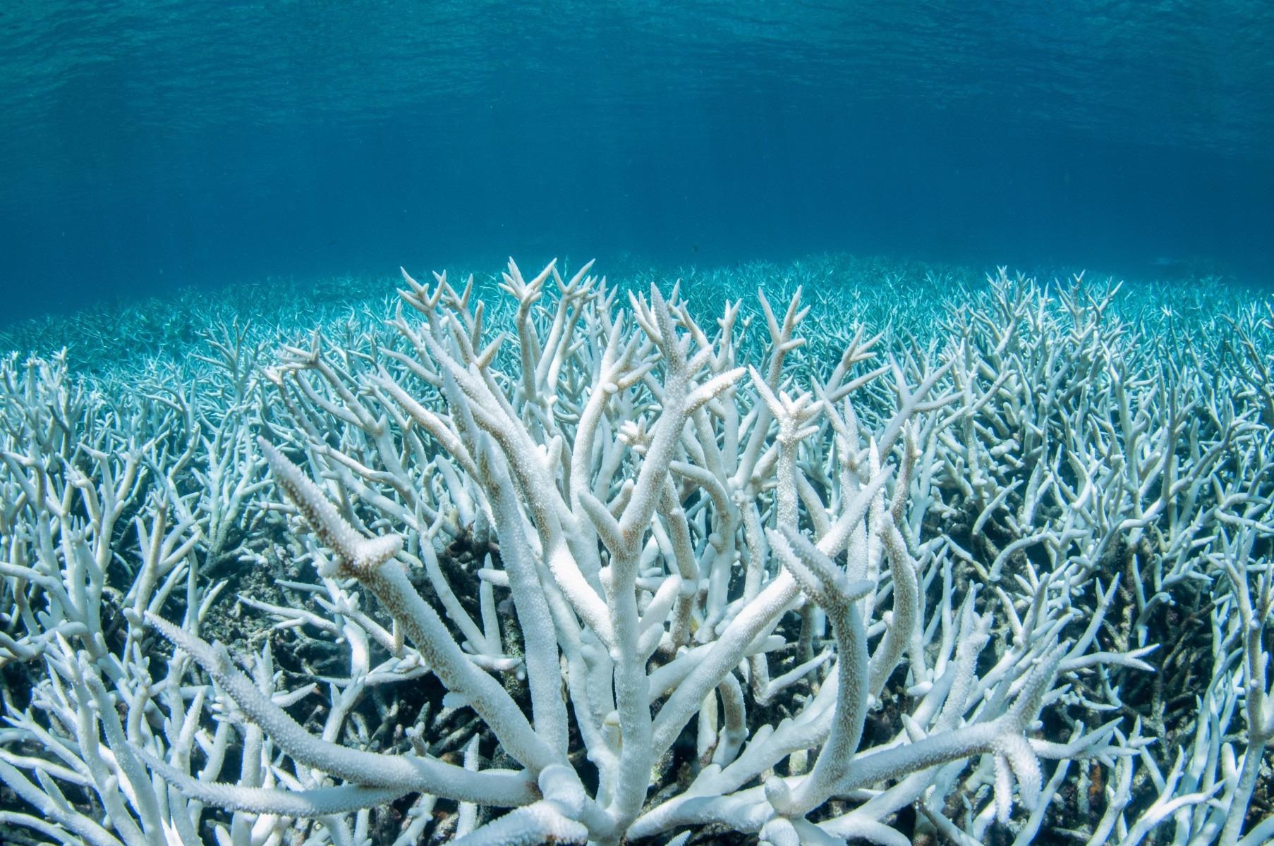 Climate-Smart Policies Need to Be Implemented to Save Coral Reefs from Extinction.