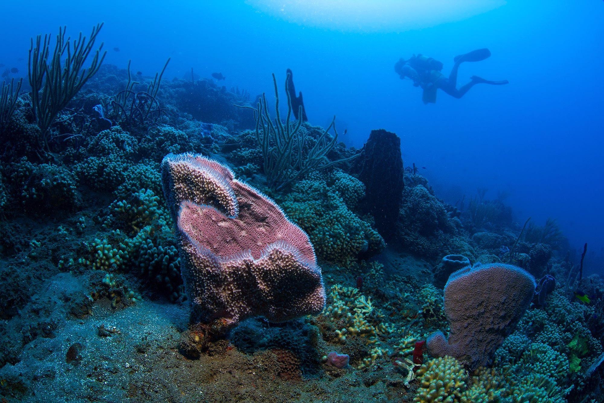 Caribbean Coral Reefs Could Face Extinction Due to an Increase in Ocean and Atmospheric Temperatures.