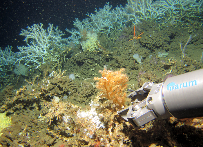 Food and Oxygen Supply to Play a Major Role in Life and Death of Coral Species
