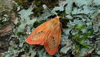 New Computer Simulations to Predict the Movement of Different Moth Species in a Changing Climate