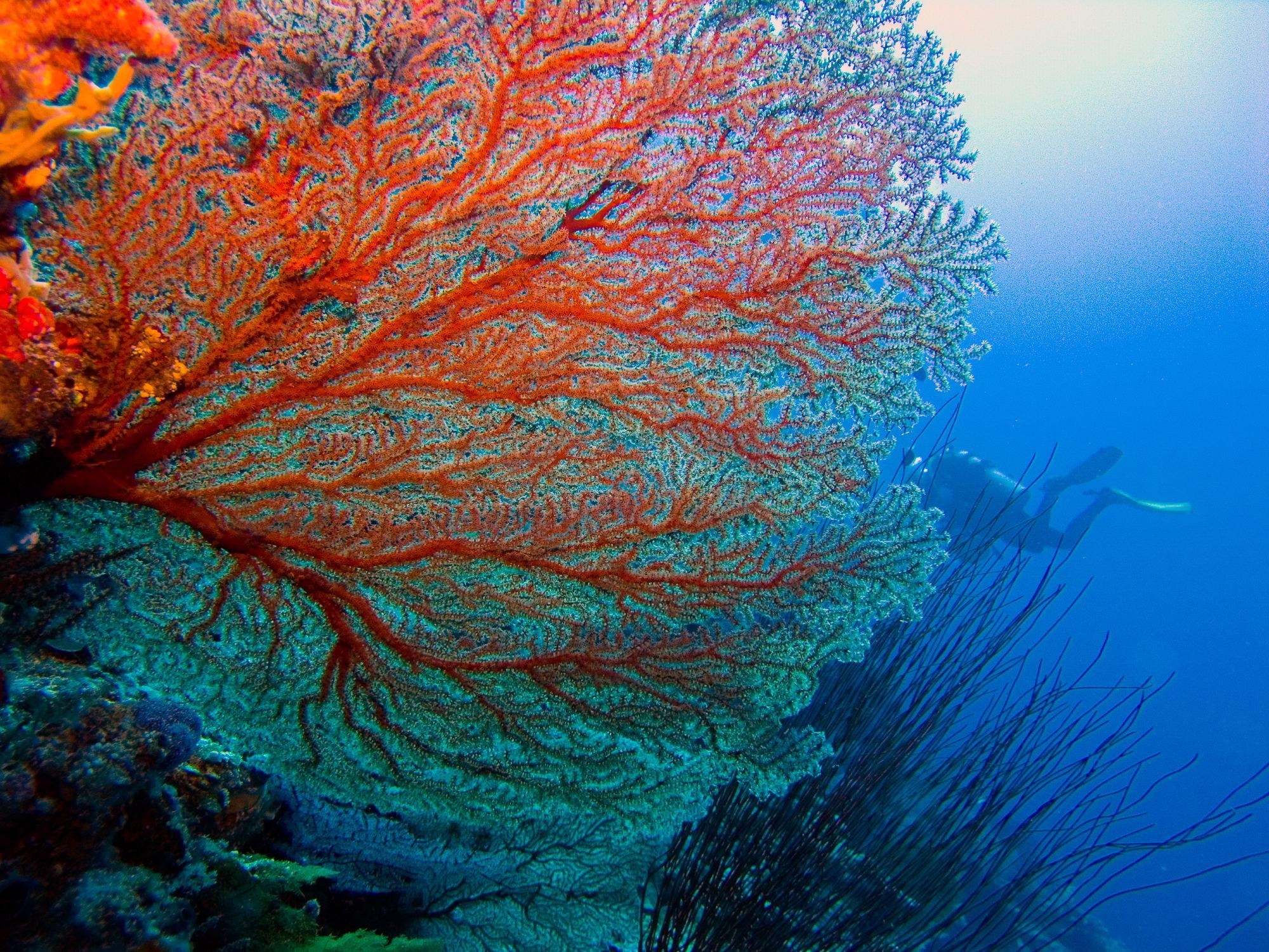 Iconic Coral Species Could Expand Its Range as a Result of Climate Change.