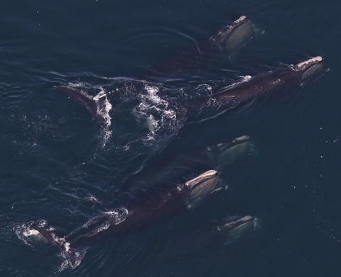 Researchers Measure Shifts in Whale Habitat Use in Cape Cod Bay.