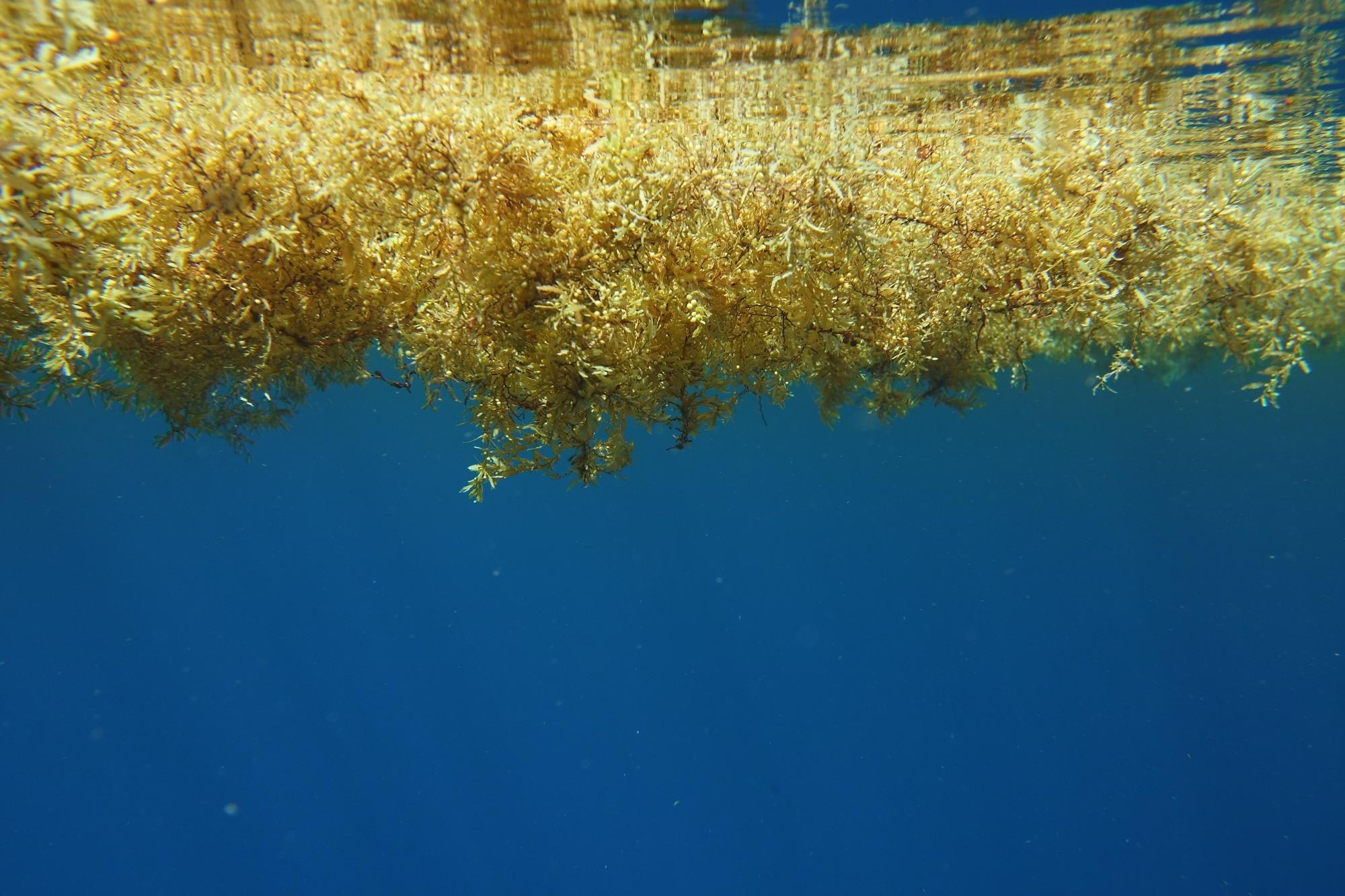 将海藻马尾藻转化为用于塑料的乙醇的开创性项目，C-Cause，入选德国政府的“颠覆性创新”拨款