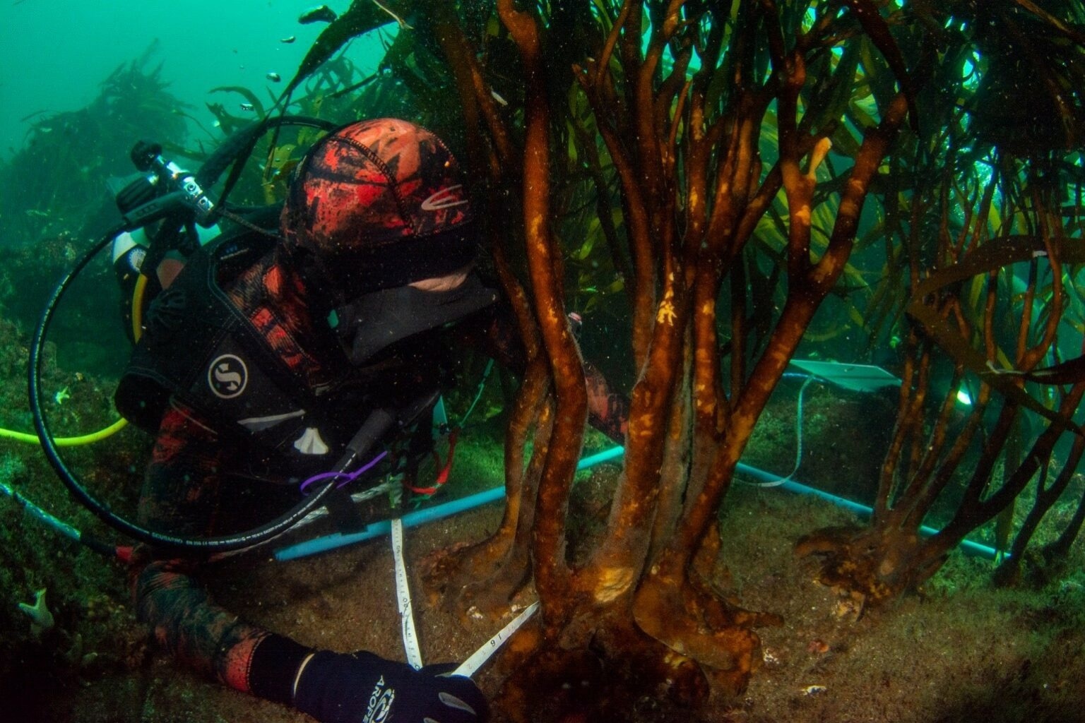 New Kelp Forest Platform a Vital Tool for Global Restoration Efforts