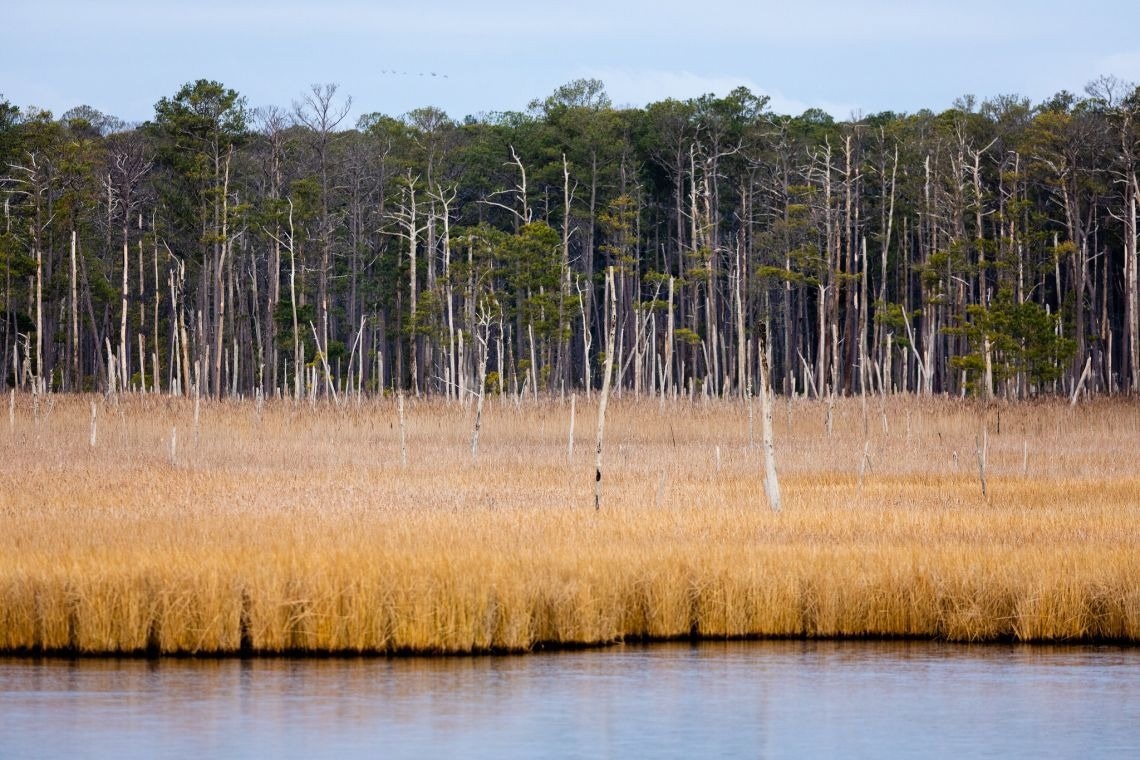 Habitat Changes Along the Atlantic Coast Will Release Even More Carbon Into the Atmosphere, Study Predicts.