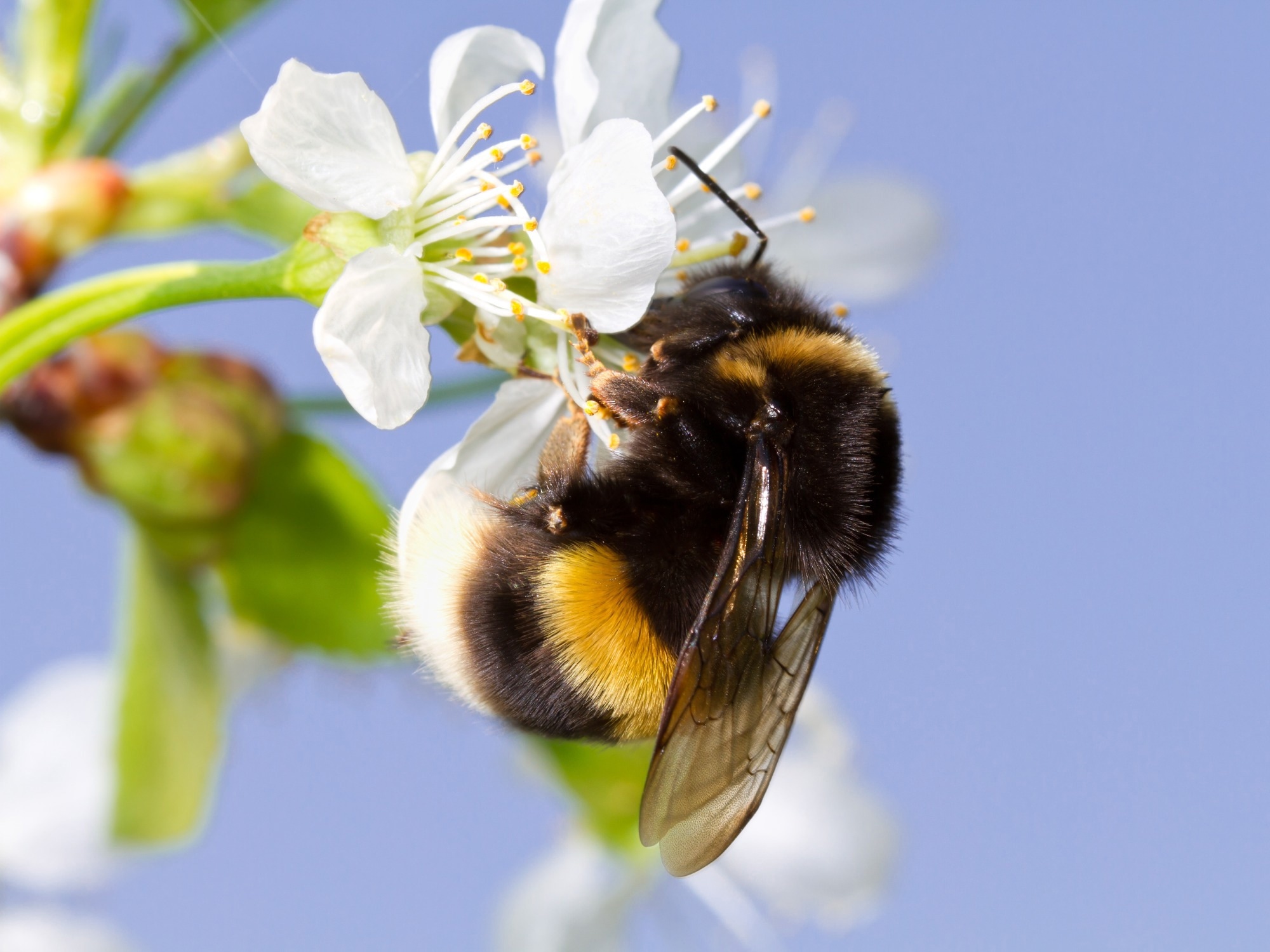 Changing Temperatures are a Major Environmental Factor Driving Changes in Bumble Bee Community.