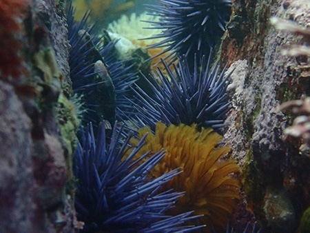 Scientists Observe the Dynamics of Sea Urchin Populations and Kelp Forests.