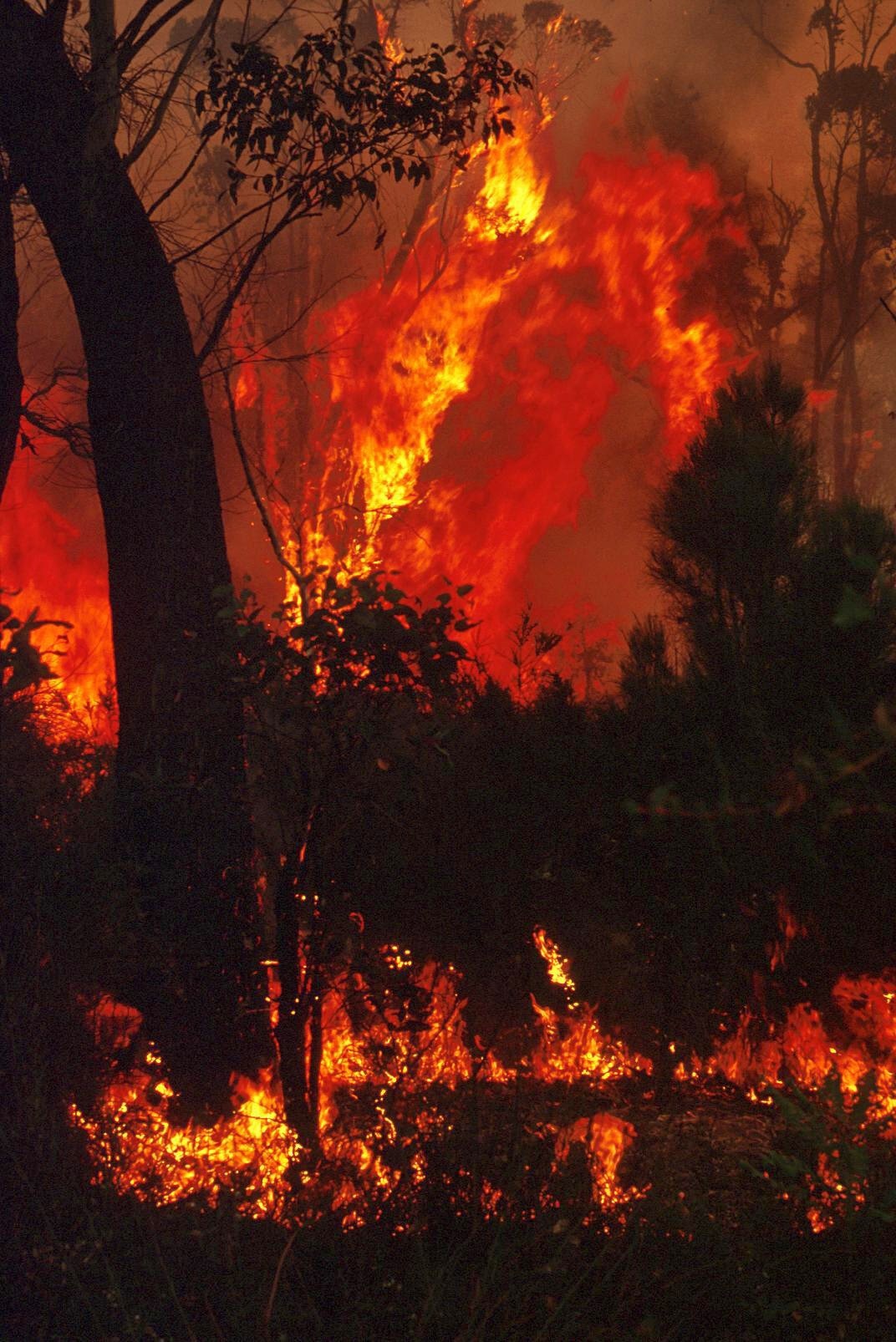 Extreme Fire Weather Days in Australia Have Doubled, New Study Finds