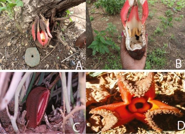 Climate Change Plays a Major Role in the Distribution of Holoparasitic Plants and Their Obligate Host