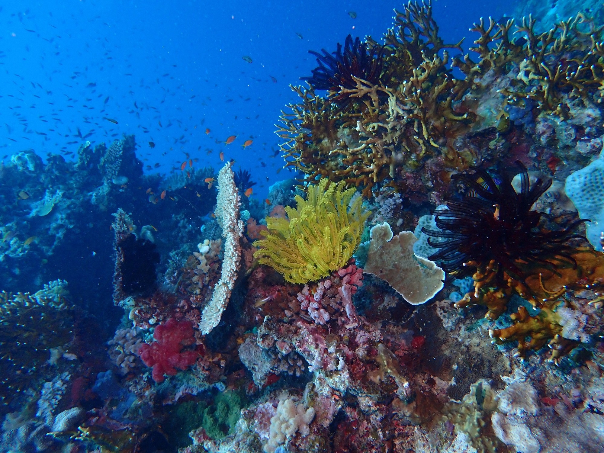 15 Issues That Could Greatly Impact Marine and Coastal Biodiversity