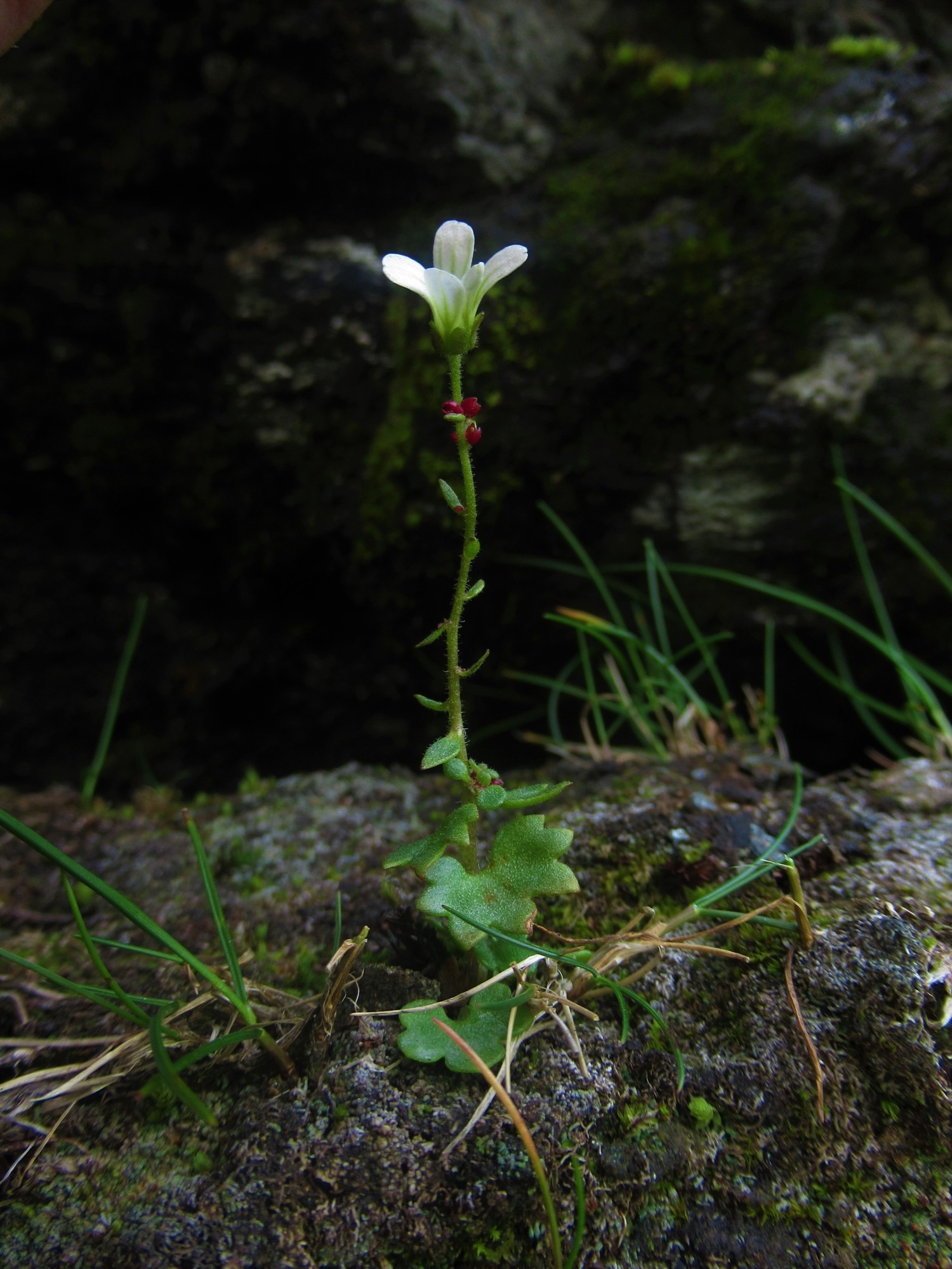 On the ‘Elevator to Extinction’: Arctic-alpine Plants Endangered in Scottish Highlands