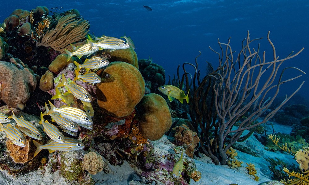 Novel Model Likely to Aid in Coral Reef Restoration.