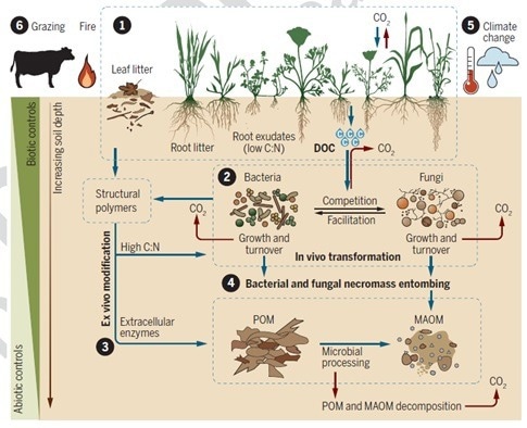Climate Change Affects Grassland Soil Organic Carbon Storage