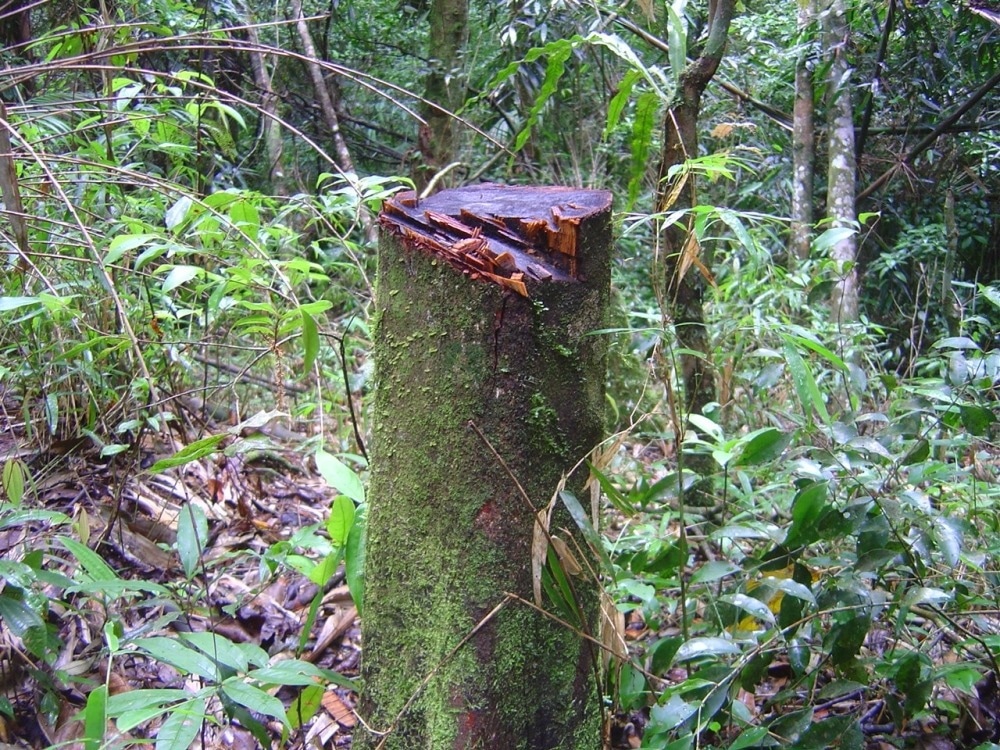 Effects of Climate Change on Rainforest’s Carbon Storage