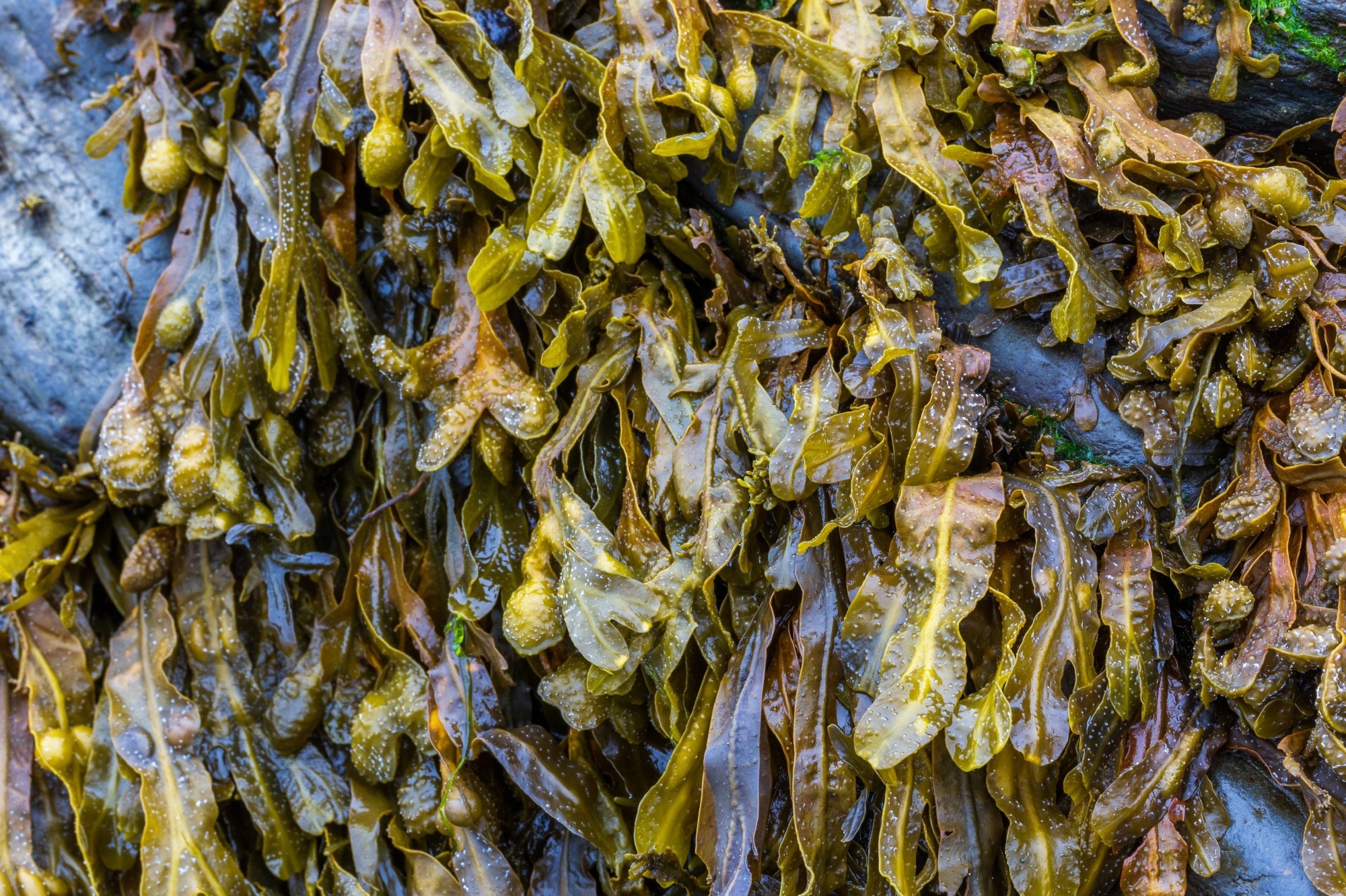 Sustainable Energy Storage Derived From Seaweed.