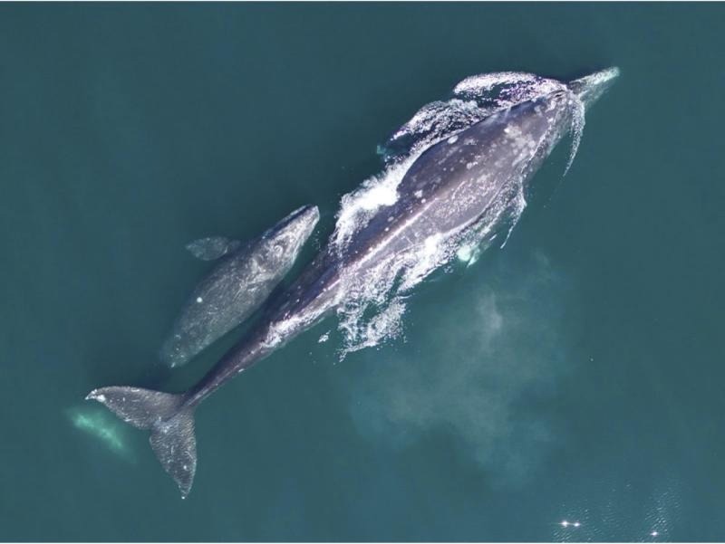 Underlying Reasons for the Decline in Gray Whale Numbers.