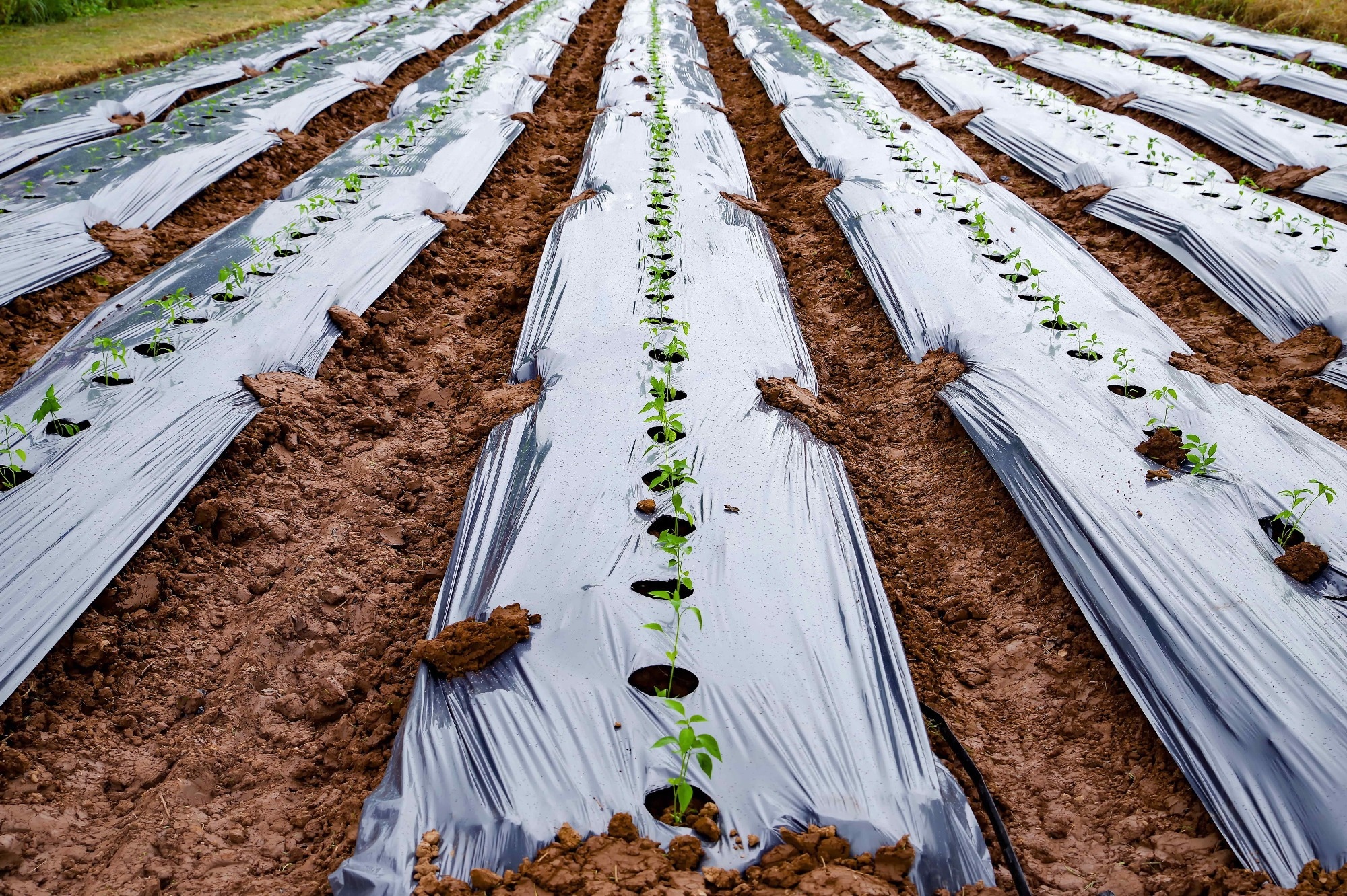 Ensuring Biodegradability: Overcoming the Challenge of Soil Pollution.